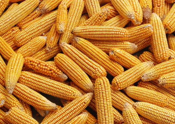 玉米黄曲霉毒素检测