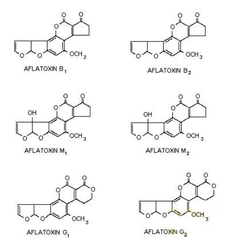 云开体育app官网