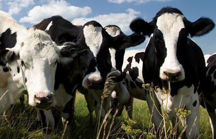 云开体育app官网