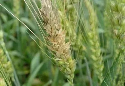 云开体育app官网