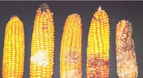 云开体育app官网