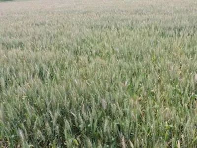 云开体育app官网