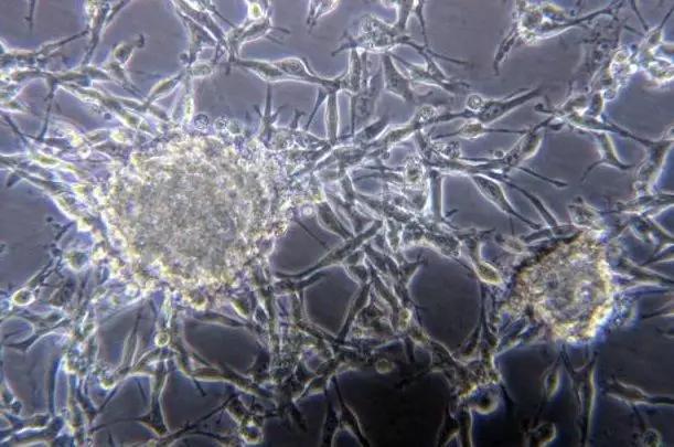 云开体育app官网