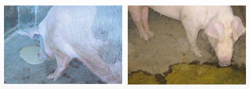 云开体育app官网