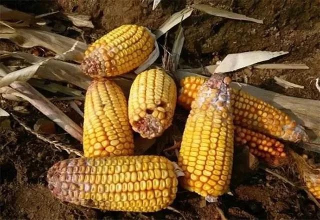 云开体育app官网