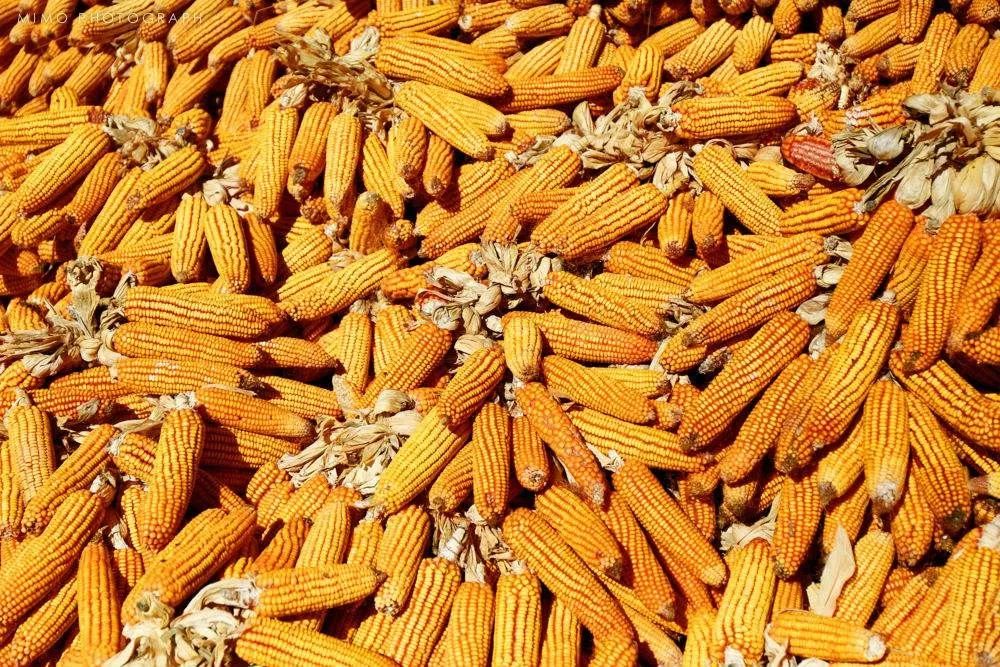 云开体育app官网