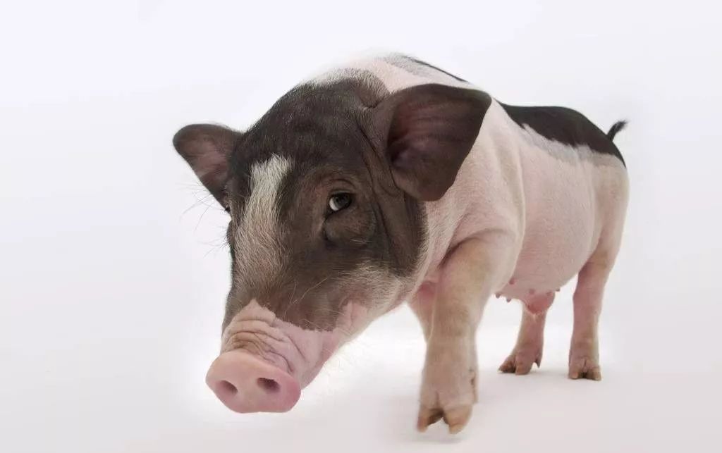 云开体育app官网