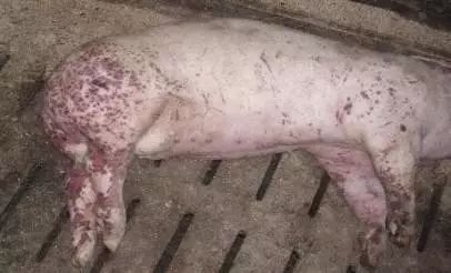 云开体育app官网