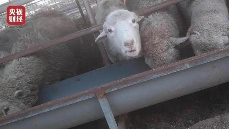 云开体育app官网