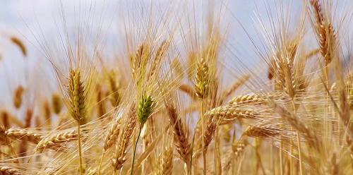 云开体育app官网