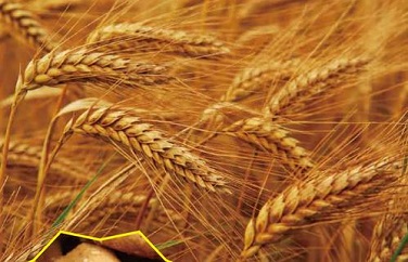 云开体育app官网