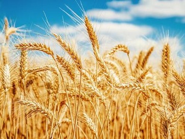 大米中的镉含量超标是如何引起的？