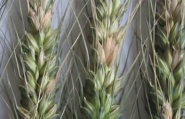 云开体育app官网